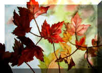 Autumn-leaves.jpg (58203 bytes)