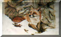 foxsmall.jpg (9531 bytes)