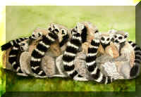 huddle-of-lemurs.jpg (43722 bytes)